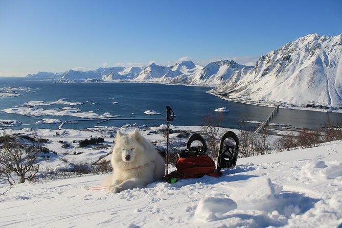 Lofoten Islands: Guided Snowshoeing Tour - Uphill version - What the $140.24 price includes