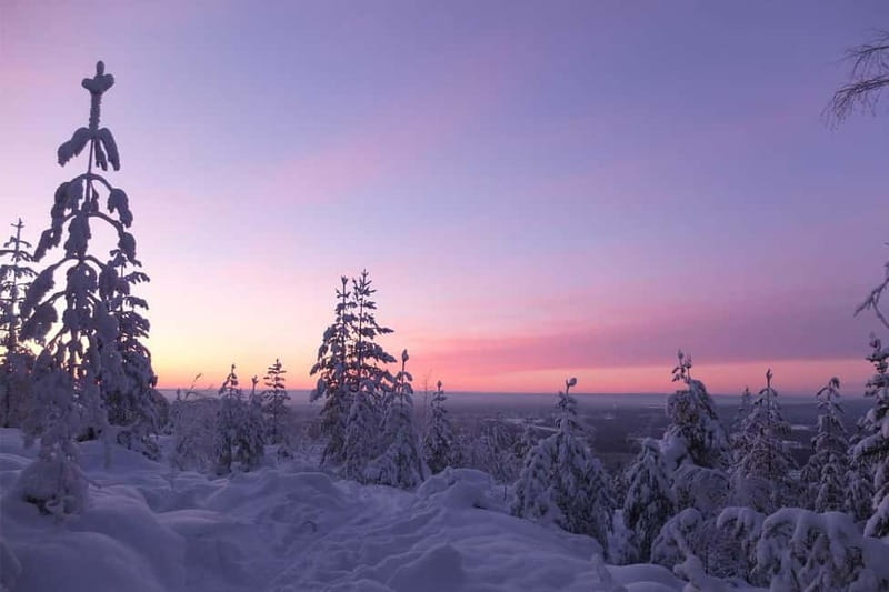 Luleå: snowshoeing in pristine nature with an expert guide! - Forest trails and high views