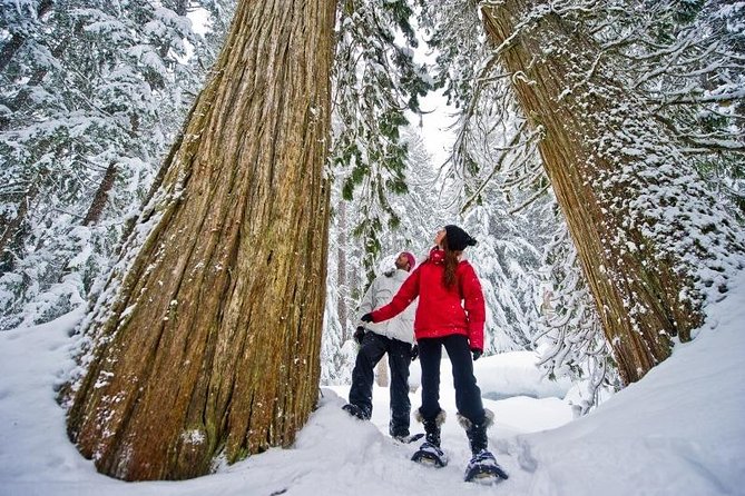 Medicine Trail Snowshoe Tour - Key points to know before booking