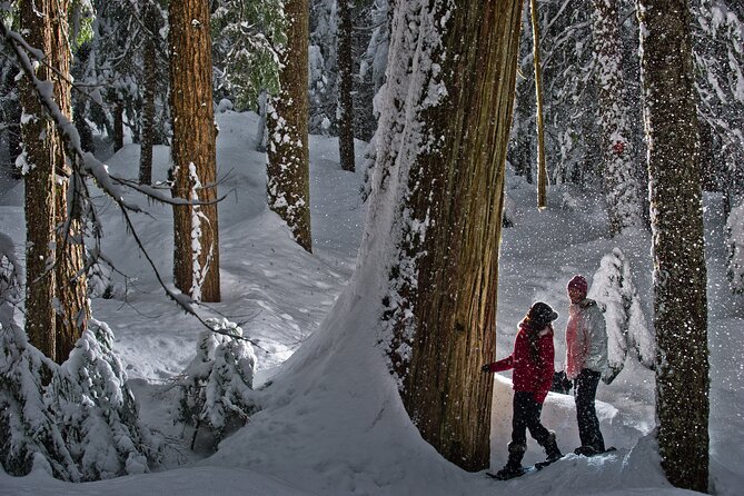 Medicine Trail Snowshoe Tour - The cedar, fir, and hemlock forest
