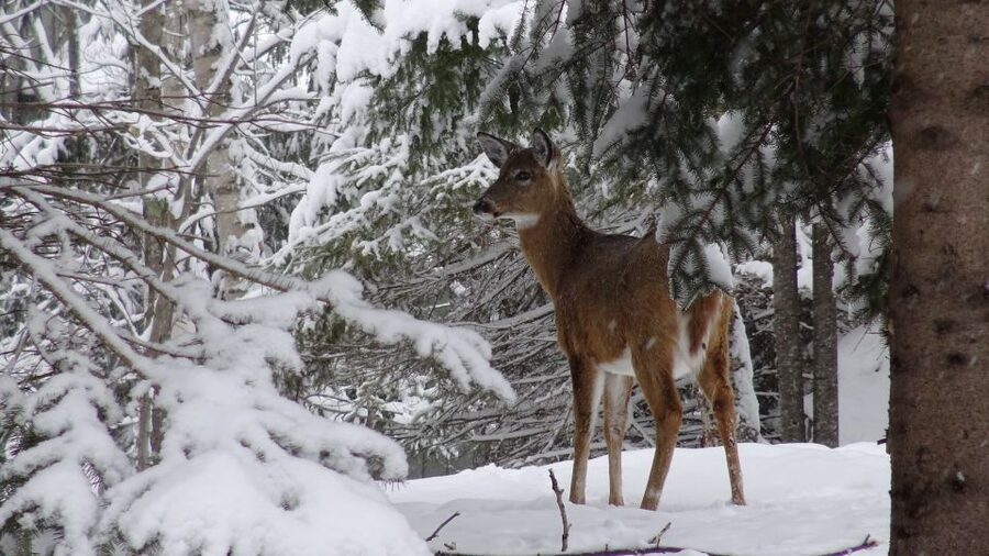 Mont-Tremblant: Guided Snowshoe Tour - Who will enjoy this snowshoe walk
