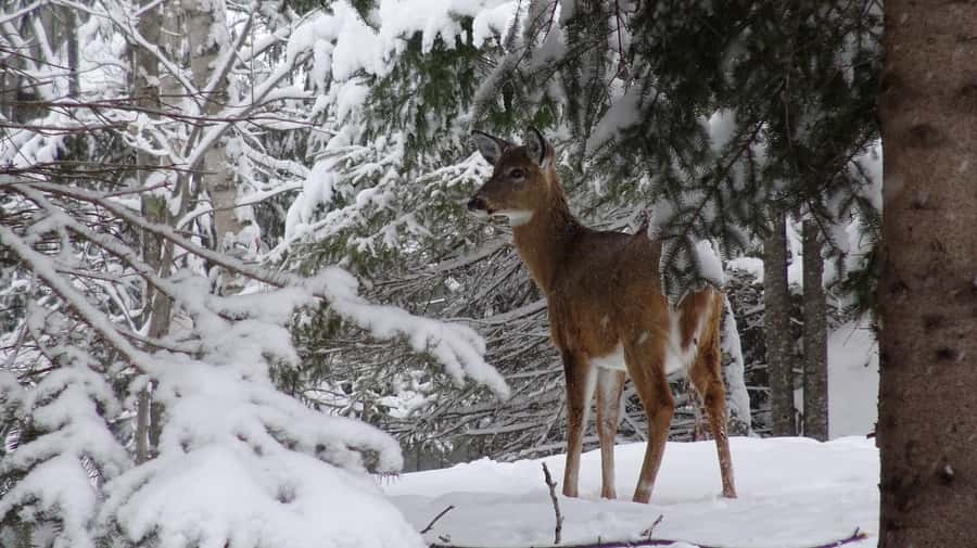 Mont-Tremblant: Guided Snowshoe Tour - Clothing and preparation for a comfortable walk
