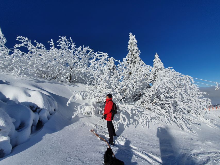 Mount Arber: Snowshoeing in the Bavarian Forest Guided Tour - From competition grounds to quiet spruce forest