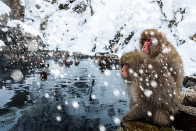 Nagano Ski Buffet - Key points to know before booking