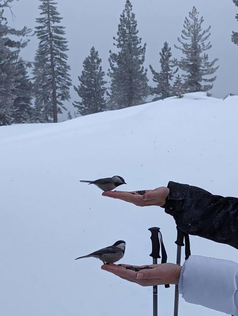 New Washoe City: Chickadee Ridge Beginner Snowshoeing Hike - What the $86 Price Includes