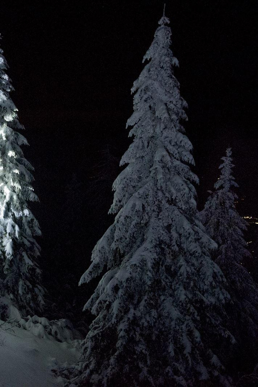 Night Snowshoeing Lapland Experience - Key points before you book