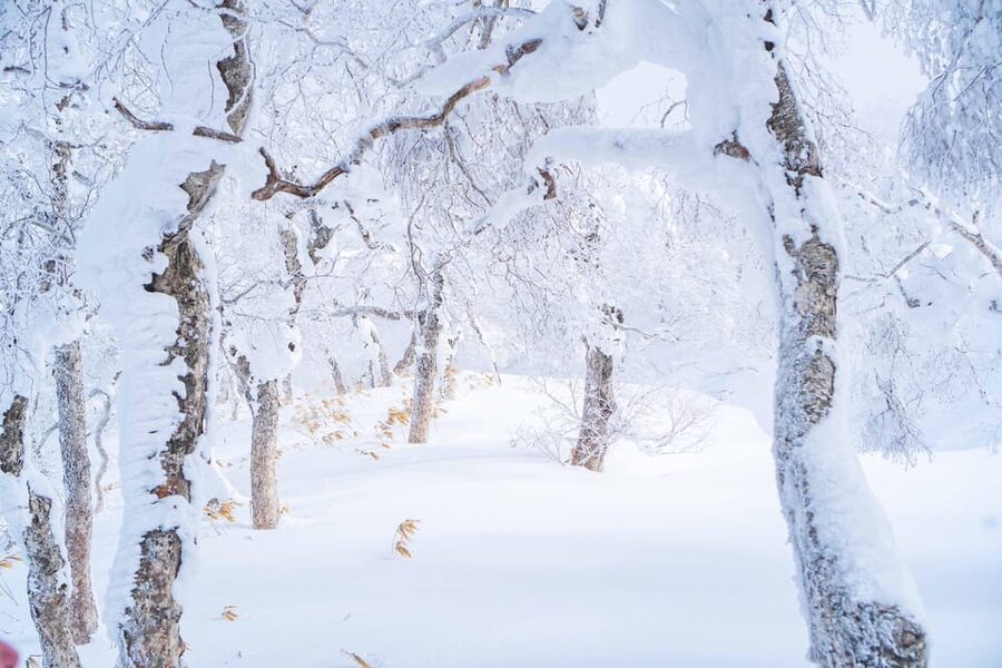 Noboribetsu: Orofure Pass Snowshoeing Tour - A sheltered pause with a hot drink