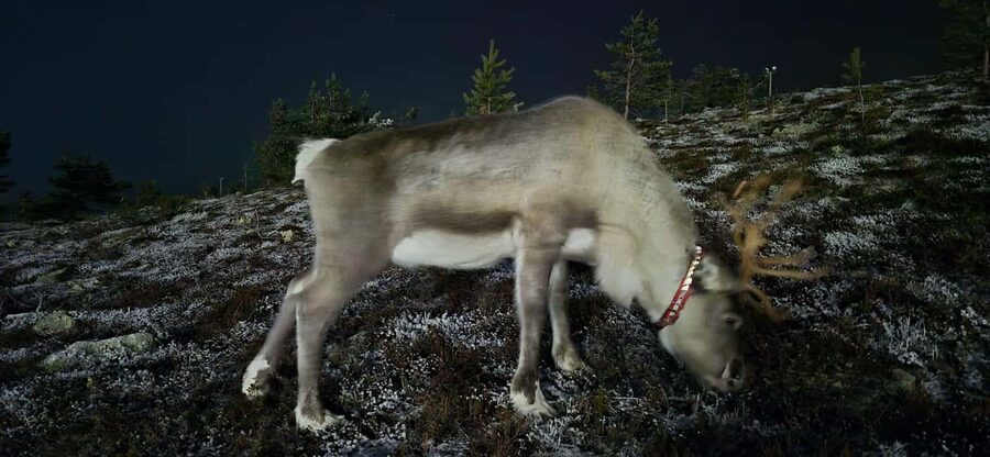 Northern Lights Snowshoe Hike in Levi with Latvian Guide - Searching the sky for Northern Lights