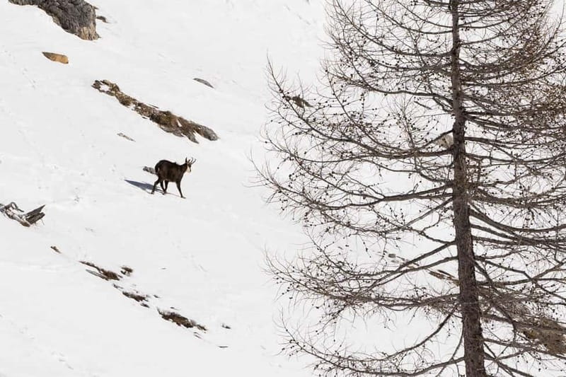 One day hike with snowshoes to discover Dolomites - Is the experience good value?