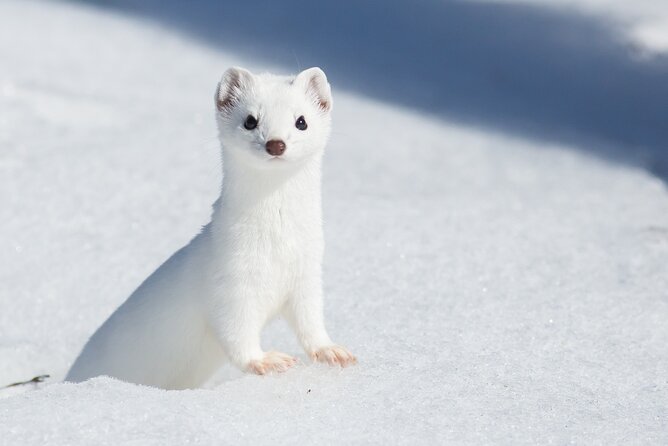 Private Grand Teton Winter Wildlife Tour - Key points to know before booking