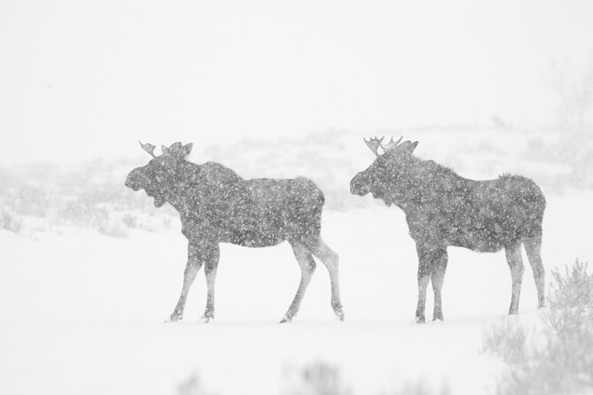 Private Grand Teton Winter Wildlife Tour - A winter start from your Jackson Hole lodging