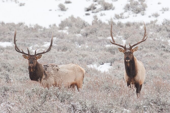 Private Grand Teton Winter Wildlife Tour - The National Elk Refuge adds a different setting