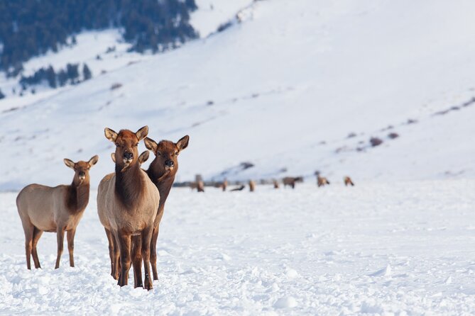 Private Grand Teton Winter Wildlife Tour - Antelope Flats and Mormon Row bring history into the drive