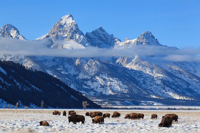 Private Grand Teton Winter Wildlife Tour - Snake River Overlook is a short scenic pause