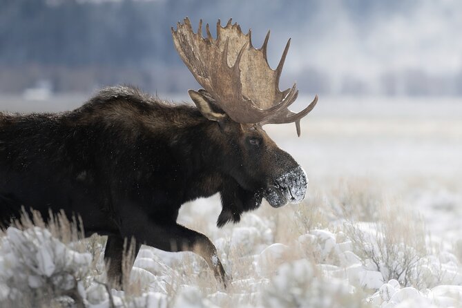 Private Grand Teton Winter Wildlife Tour - What the private format is really worth