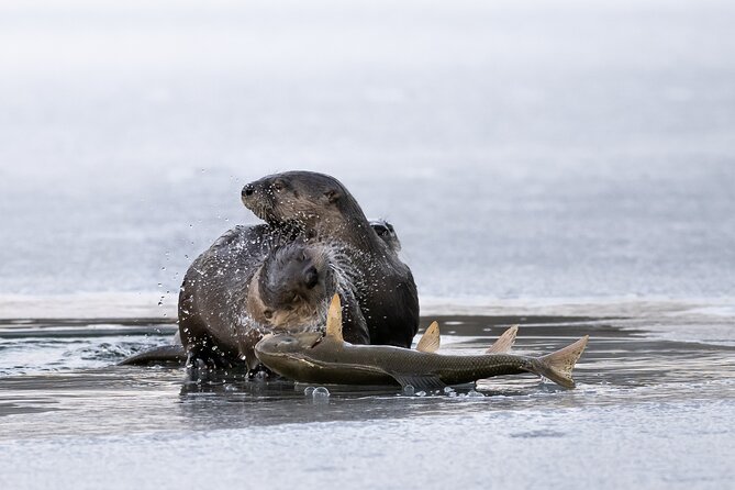 Private Grand Teton Winter Wildlife Tour - Binoculars, scopes, and the value of a private guide