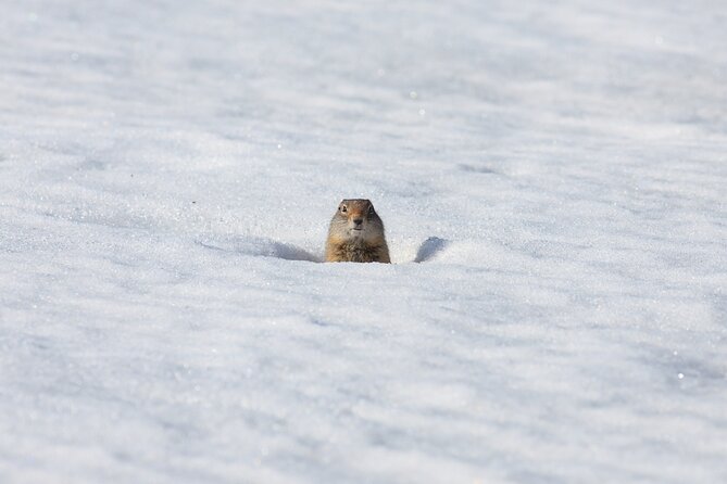 Private Grand Teton Winter Wildlife Tour - Weather, roads, and realistic wildlife expectations
