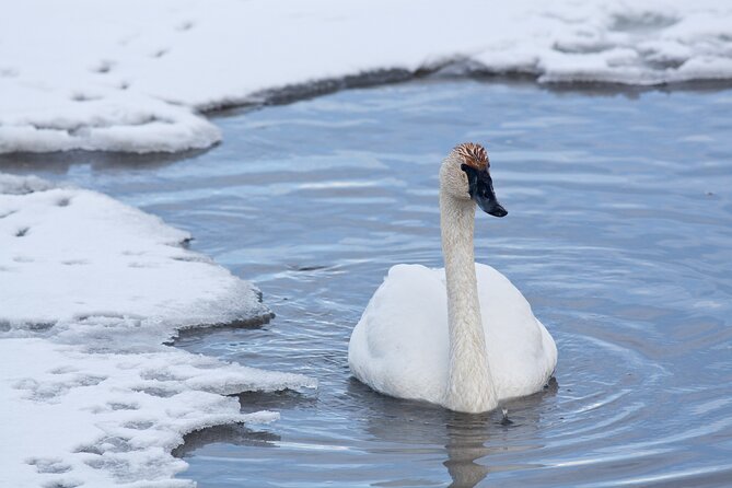 Private Grand Teton Winter Wildlife Tour - Grand Teton’s scenic loop is the main event