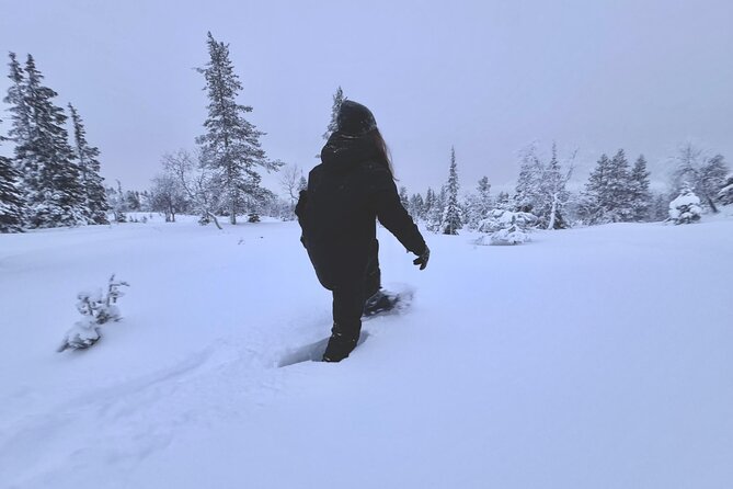 Private: Snowshoeing Safari in spectacular National Park - From Levi to the Pallas Fells