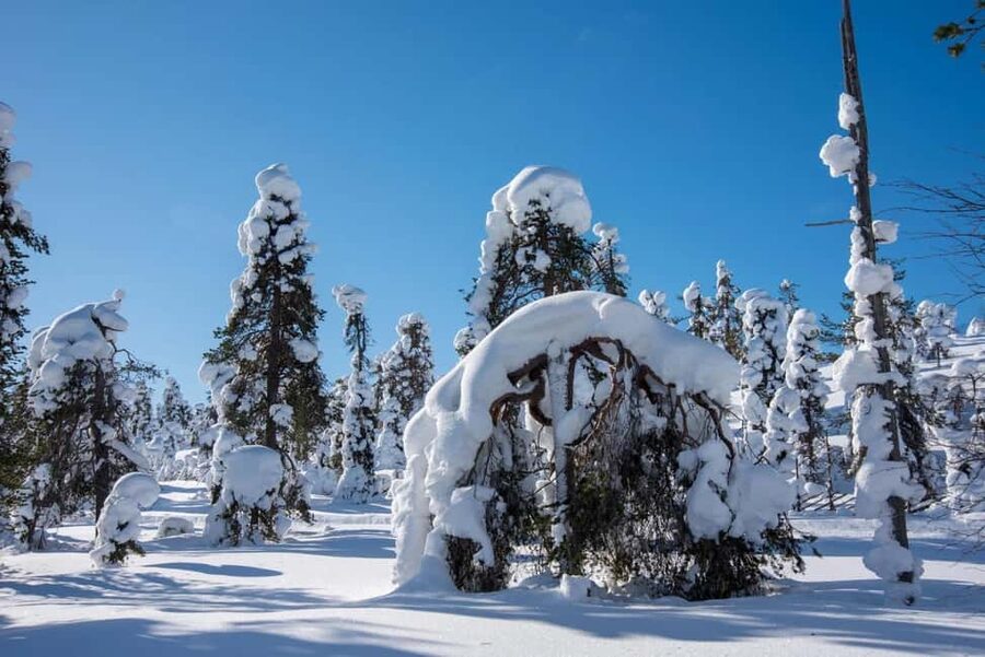 Pyhä: Skiing Tour in Arctic Forest - Through the forest toward Pyhäjärvi