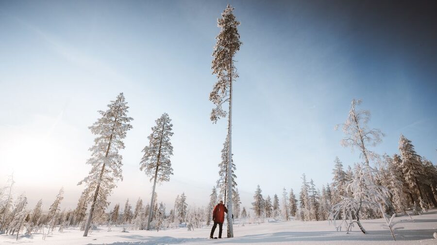Rovaniemi: Lapland Ski Trekking Safari - Who should book this Rovaniemi ski safari?