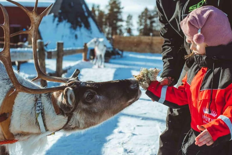 Rovaniemi: Snow Tour with Huskies, Reindeer, & Mini Scooters - Buffet lunch at Restaurant Aitta