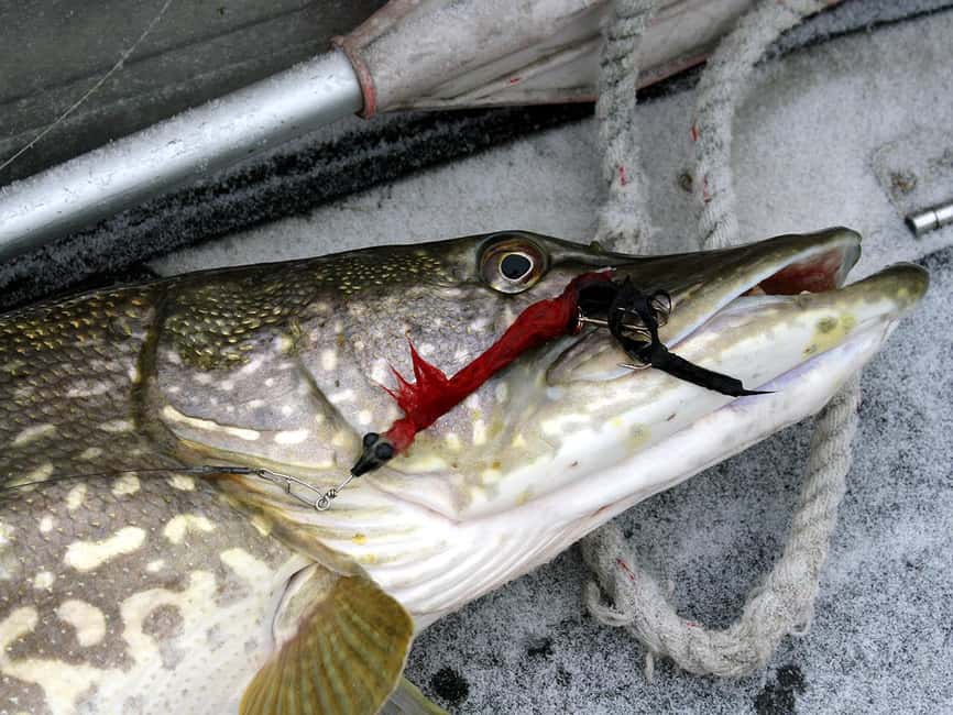 Rovaniemi: Snowshoeing, Ice Fishing and Salmon in Kota - Key details before you book