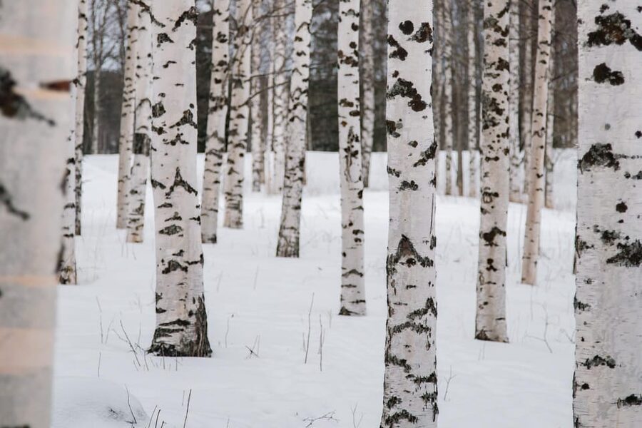 Rovaniemi: Snowshoeing in the Arctic Wilderness - Sausage, Hot Drinks, and Gingerbread