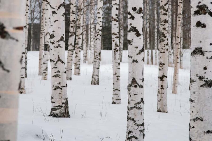 Rovaniemi: Snowshoeing in the Arctic Wilderness - Is the $99 Price Fair?