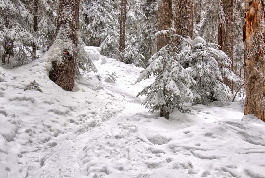 Rovaniemi: Snowshoeing Tour with Wild Lunch and Hotel Pickup - How to prepare for the cold
