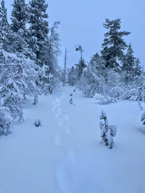 Saariselkä: Guided Forest Snowshoe Walk - Key points to know before you book