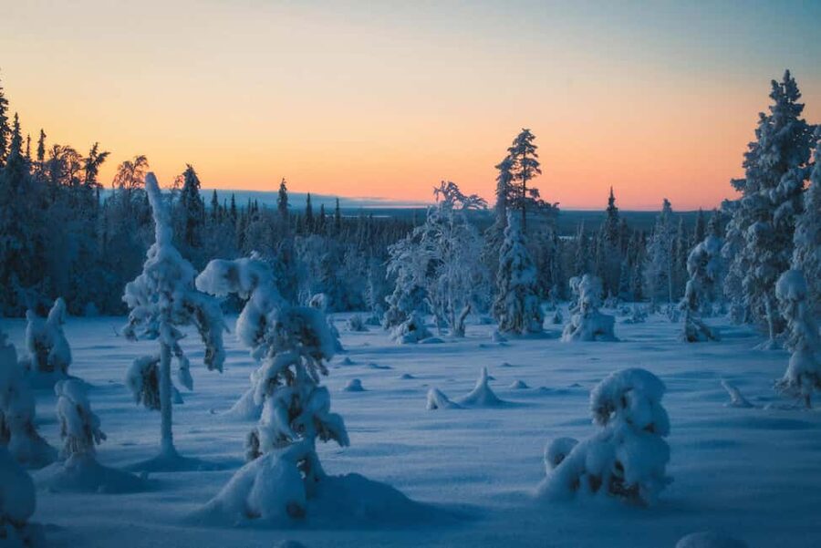 Saariselkä: Guided Forest Snowshoe Walk - Why this two-hour walk works in Saariselkä