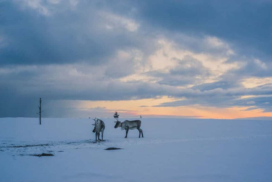 Saariselkä: Guided Forest Snowshoe Walk - Following the trail through the forest