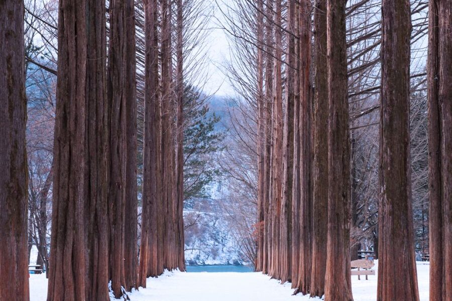 Seoul: Elysian Gangchon Winter Ski with Nami Island Day Tour - Choosing between five packages