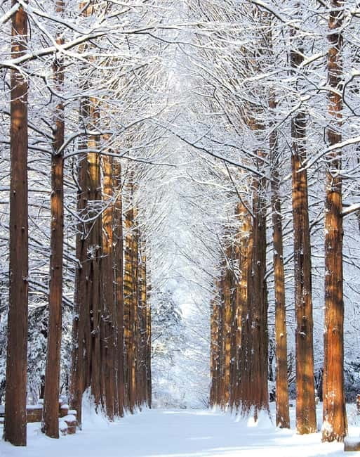 Seoul: Vivaldi Park Winter Ski with Nami Island Day Tour - The morning ride from Seoul to Vivaldi Park