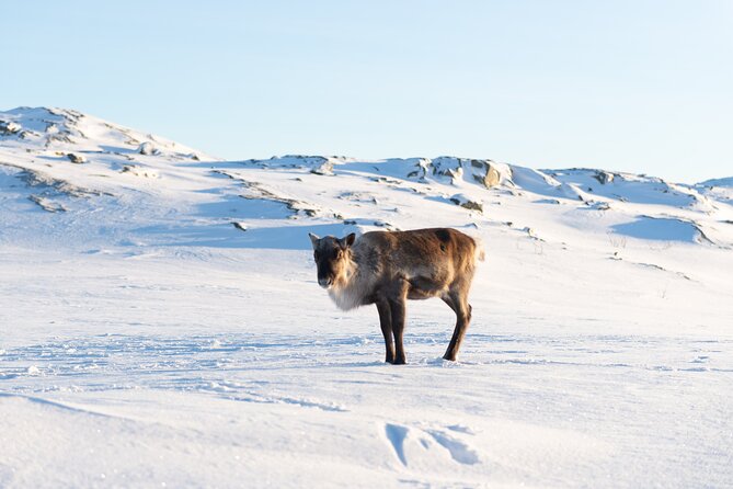 Small Group Snowshoe Hike in Tromso - Professional photos without carrying your own camera