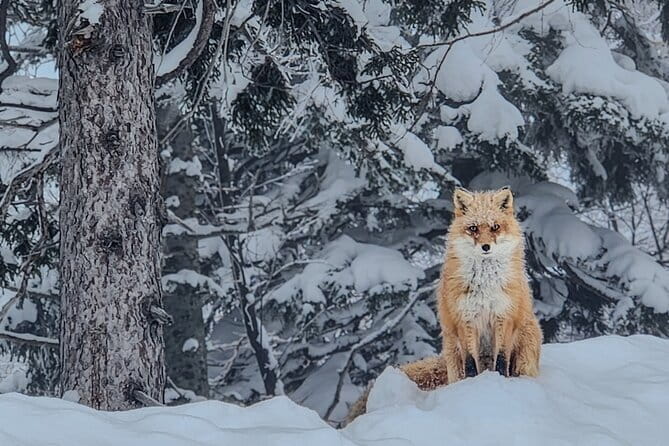 Snowshoe Adventures and Onsen Bliss Winter Escape in Furano - What the snowshoe hour feels like