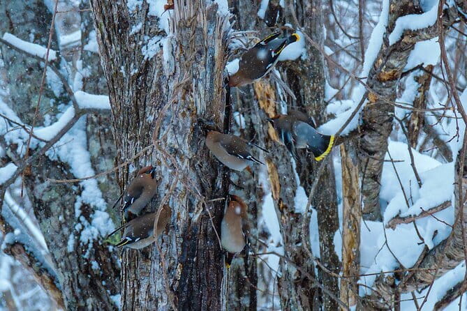 Snowshoe Adventures and Onsen Bliss Winter Escape in Furano - Who will enjoy this most