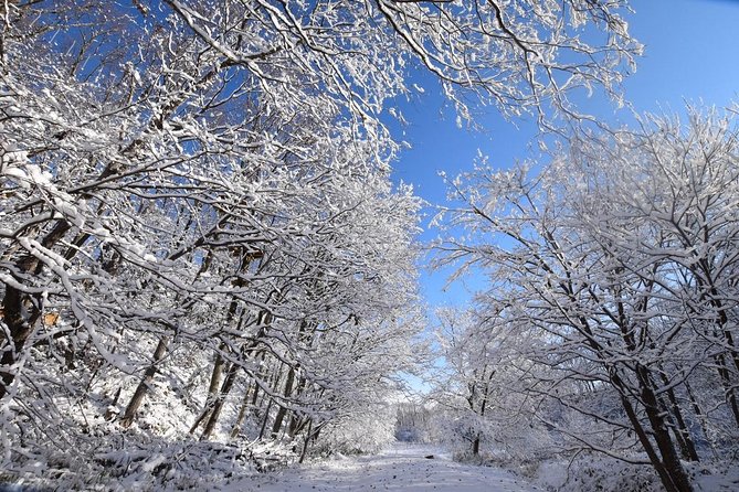Snowshoe Hike Tour from Sapporo include hotel p/up & drop off - Snowshoeing through the Nakayama Pass forest