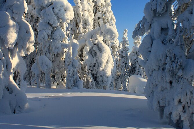 Snowshoe in a Winter Forest - Is $146.65 a fair price?