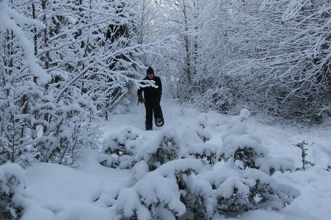 Snowshoe in a Winter Forest - A short van ride from Kiruna to Norrbotten County