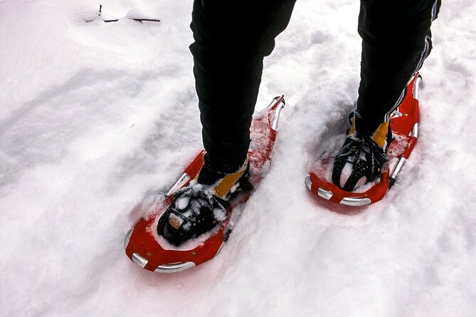 Snowshoe OR Cross Country Ski Tours in Glacier National Park - What the Five-Star Feedback Means for You
