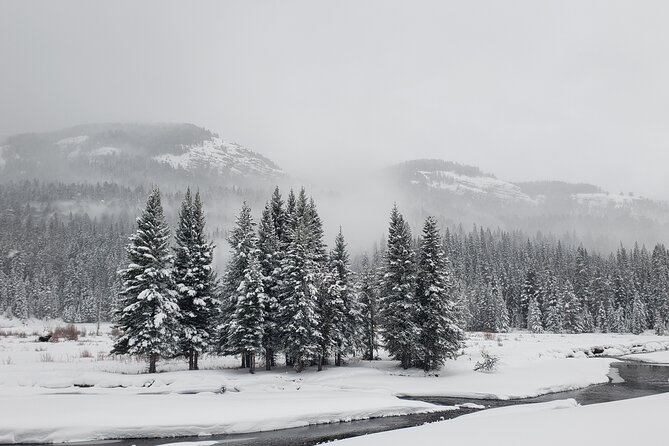 Snowshoe or XC Ski in North Yellowstone (Half Day) - Wildlife tracks and the value of a local guide