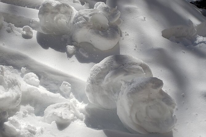 Snowshoe or XC Ski in North Yellowstone (Half Day) - Who should book this winter outing?