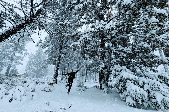 Snowshoe Tour Big Bear Lake with Hot Chocolate - A two-hour way into Big Bear’s winter forest