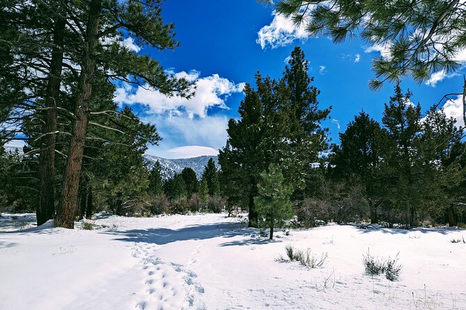 Snowshoe Tour Big Bear Lake with Hot Chocolate - Practical value at $55 per person