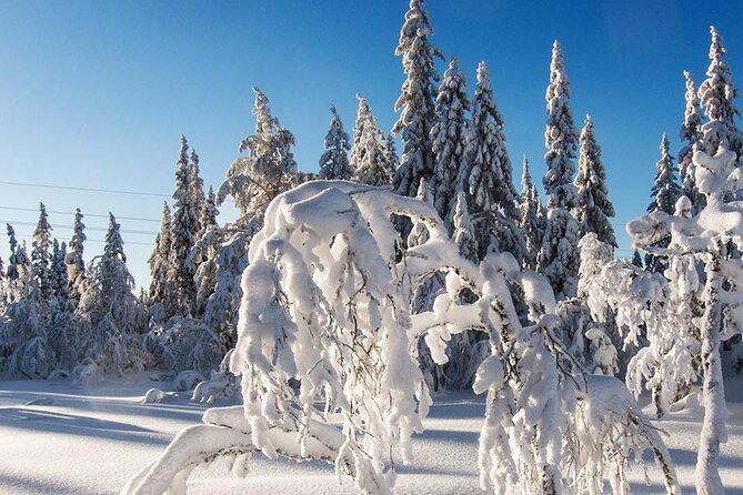 Snowshoe Tour in Winter Wonderland - Oslo - Frognerseteren and the first lesson on snowshoes