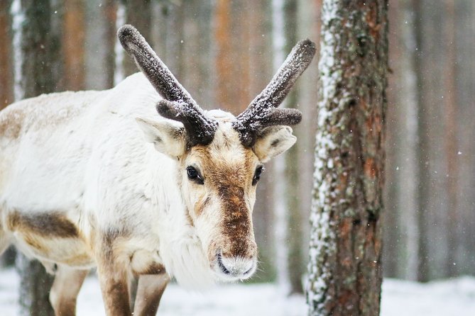 Snowshoe Trip in the Forest - Who will enjoy this three-hour outing?