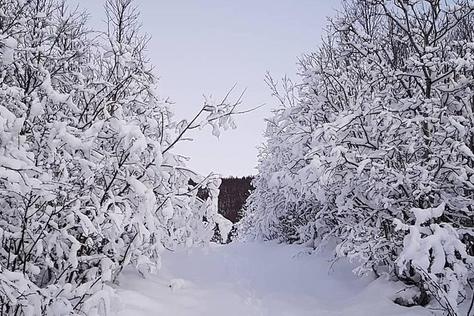 Snowshoeing With A View - Key points to know before booking
