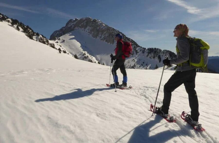 Solsonès: Guided Snowshoe Hike in Port del Comte - Walking through black pine forest
